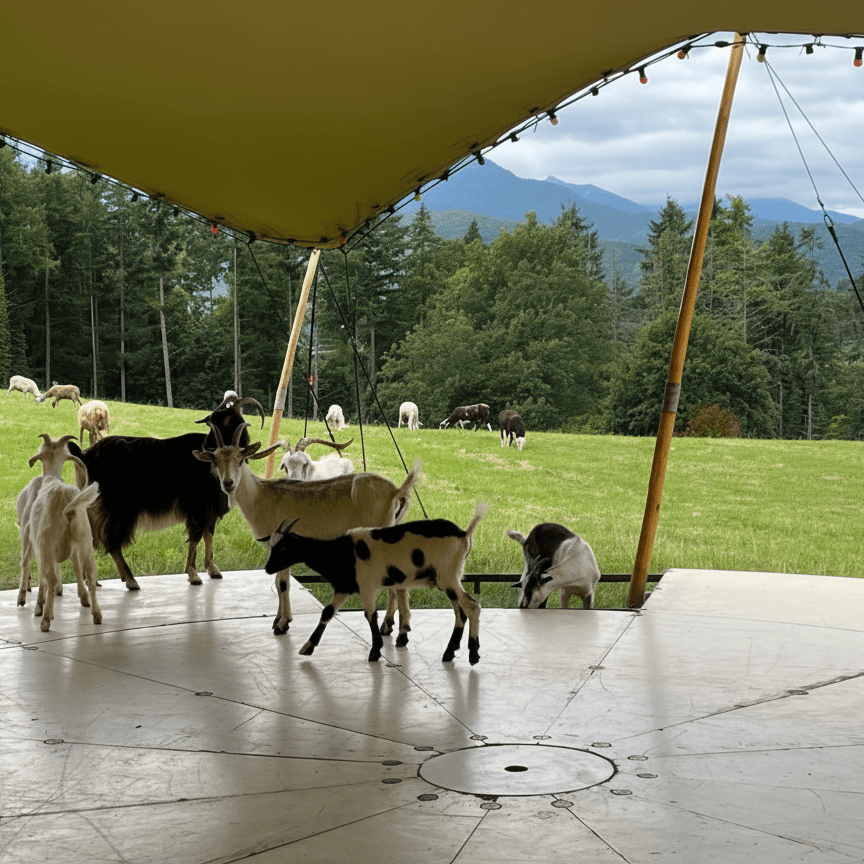 Des chèvres sur la scène de Je dis en Scène à Labroquère. Un exemple concret d'éco-responsabilité.